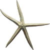 Starfish